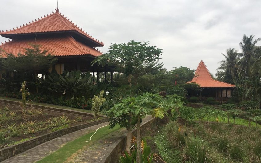 Joglo Villas in the Ricefield