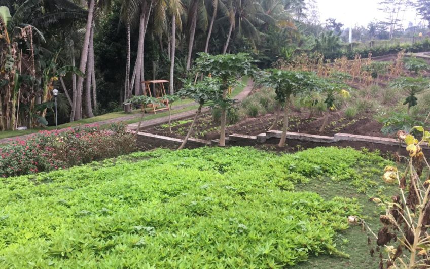 Joglo Villas in the Ricefield