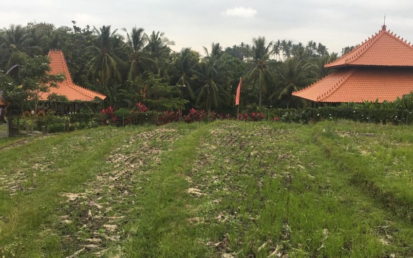Joglo Villas in the Ricefield