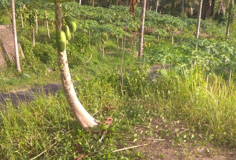 Land at Ubud