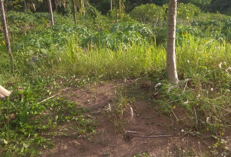 Land at Ubud