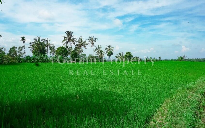 Rice Field Land at Tetebatu, East Lombok