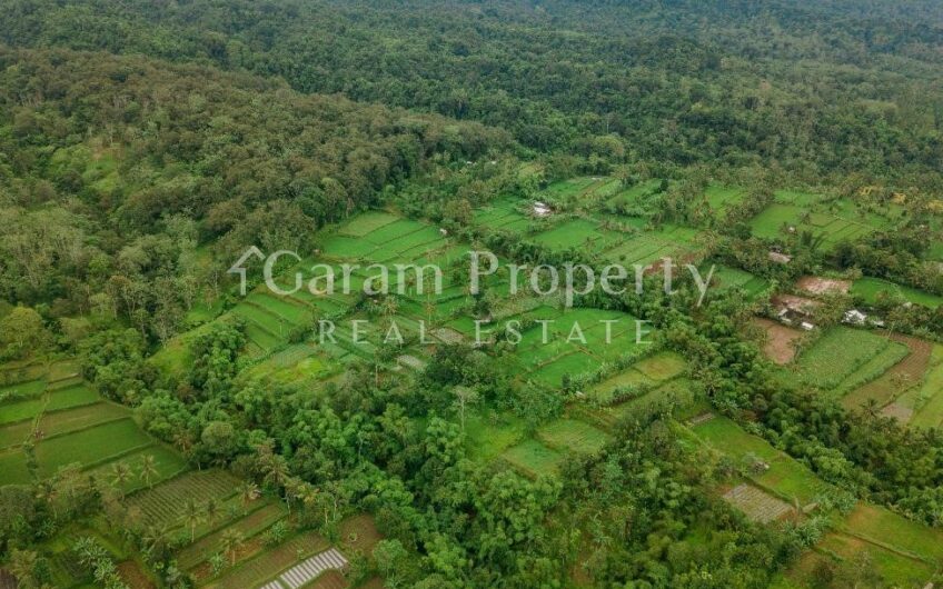 Rice Field Land at Tetebatu, East Lombok