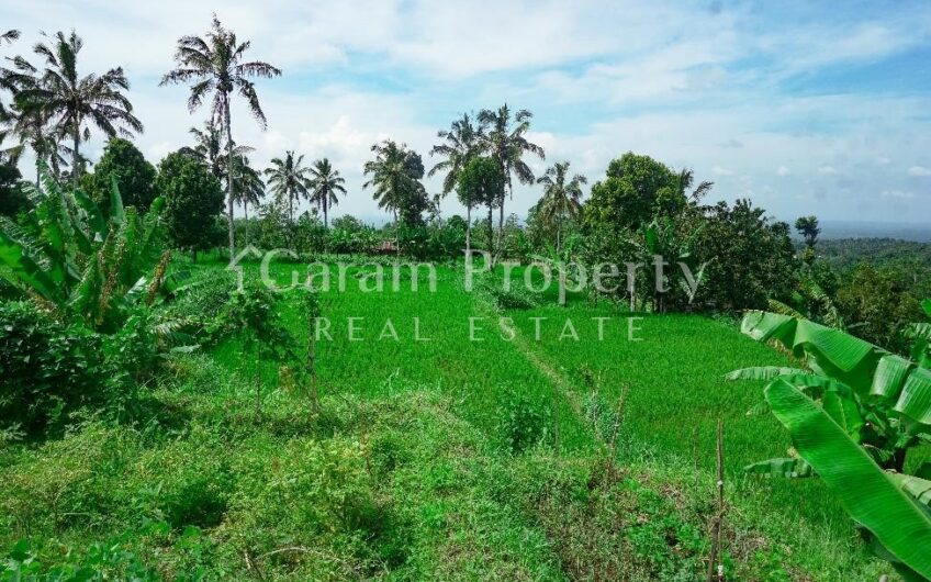 Rice Field Land at Tetebatu, East Lombok